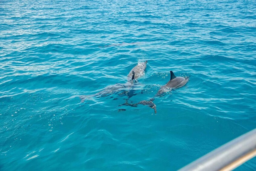 Dolphins swimming in the ocean. 5