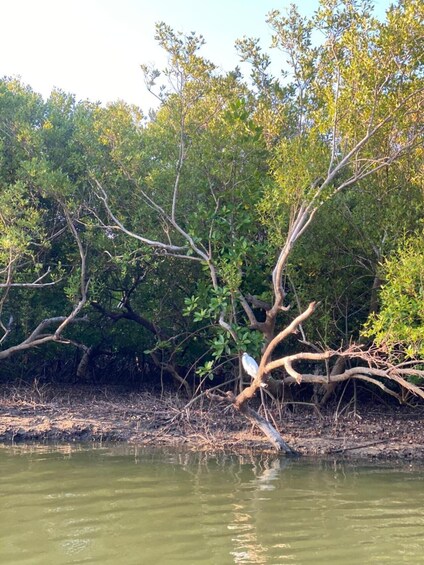 A riverbank with dense foliage and a bird perched on a branch. 2