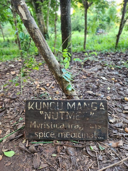 A sign in a forested area with the text 'KUNCI MANGA 'NUTME' Myristica fragrans spice, medicinal...' 4