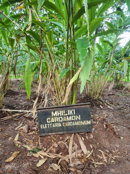 A cornfield with a sign reading 'Mhiliki Cardamon Elettaria Cardamonum.' 5
