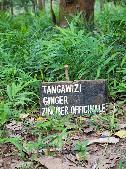 A sign in a forested area with the text 'TANGAWIZI GINGER ZINUBER OFFICINALE'. 2