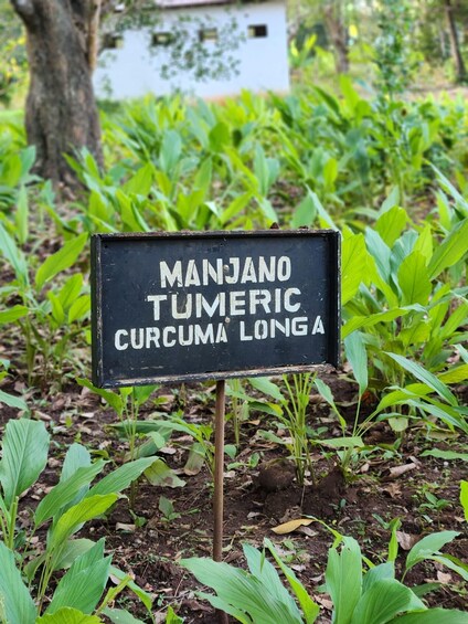 A sign in a garden with text 'MANJANO TUMERIC CURCUMA LONGA' surrounded by green plants. 3