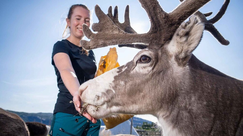 A person feeding a reindeer. 1