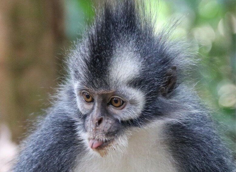 A monkey with grey and white fur, a prominent white patch on its chest, and a black tuft of hair on its head. 3