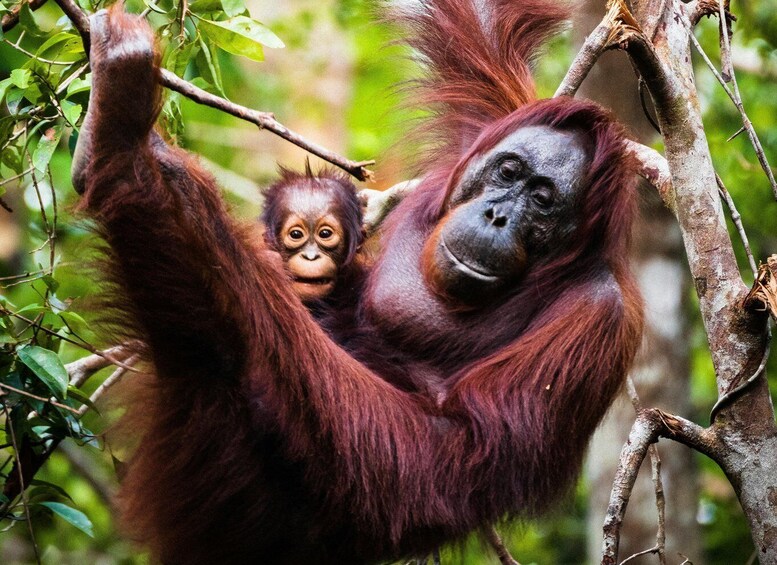 An orangutan with reddish-brown fur hanging from a tree branch. 1