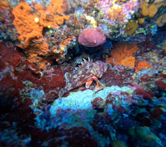 A sea anemone, a crab, and a coral reef. 5