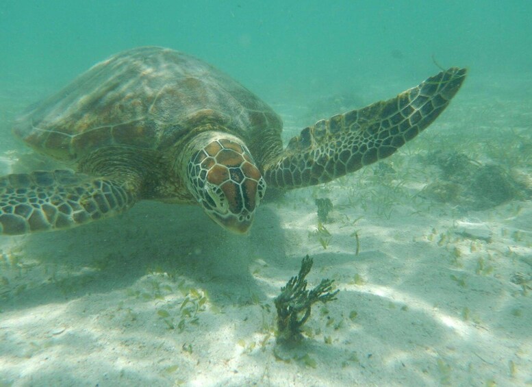 A sea turtle swimming underwater. 3