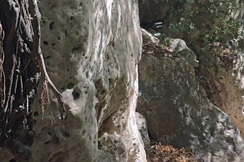 A rocky cliff with a large tree trunk and some vegetation. 2