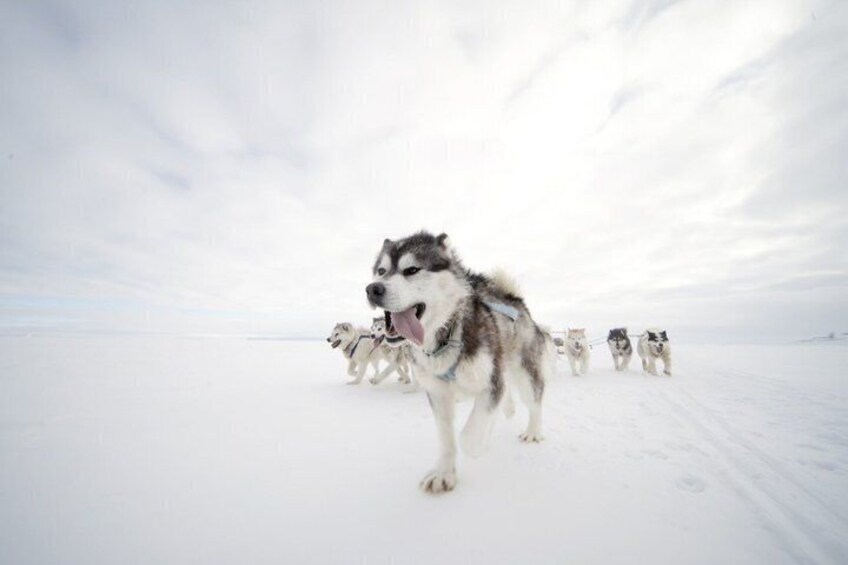 A husky leading a team of sled dogs on a snowy landscape. 2