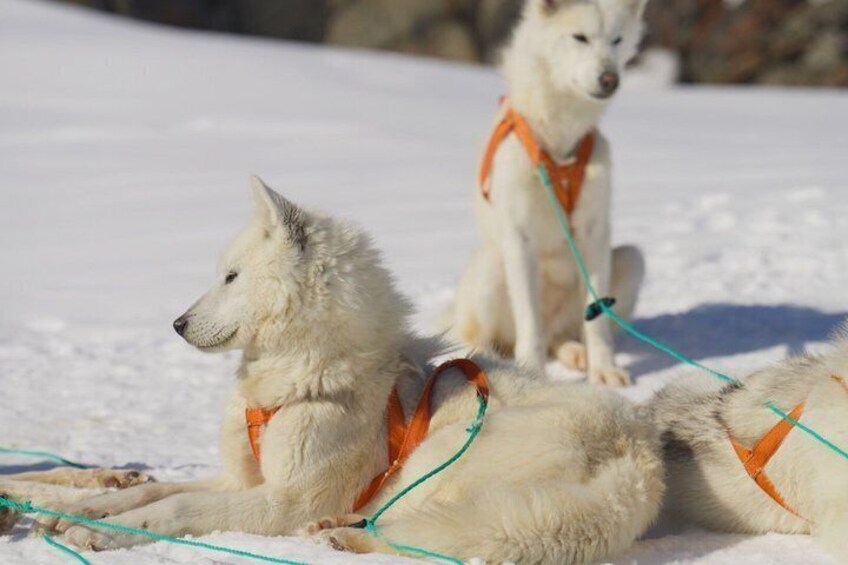 Two white dogs with orange harnesses lying on snow. 5