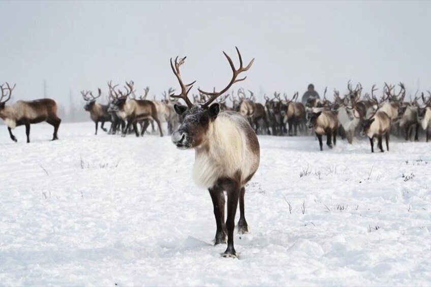 A herd of reindeer in a snowy landscape. 3