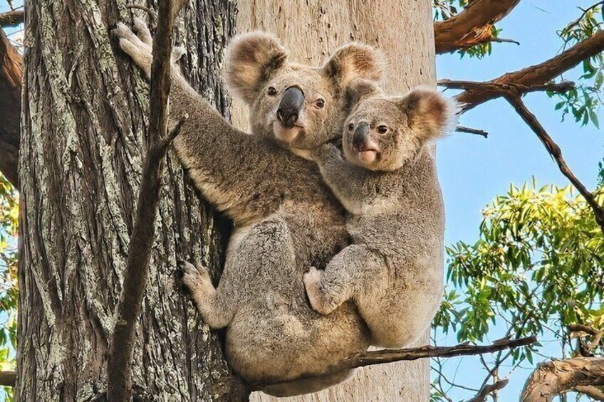 Two koalas clinging to a tree trunk. 2