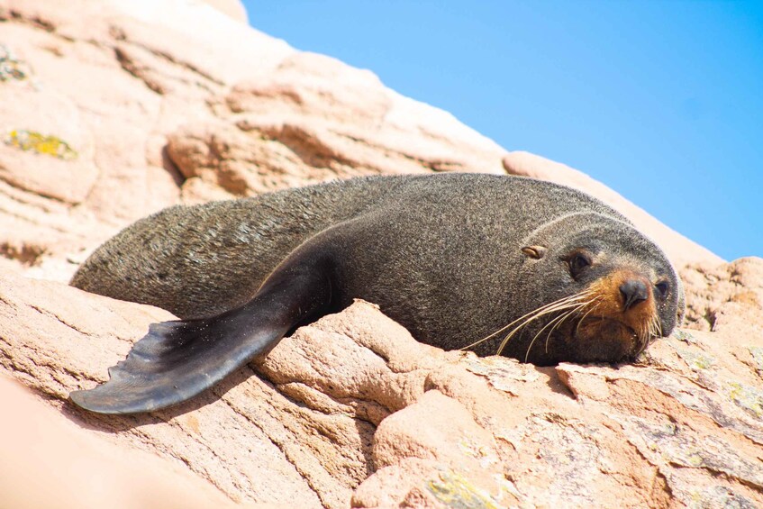 A seal resting on a rocky surface. 5