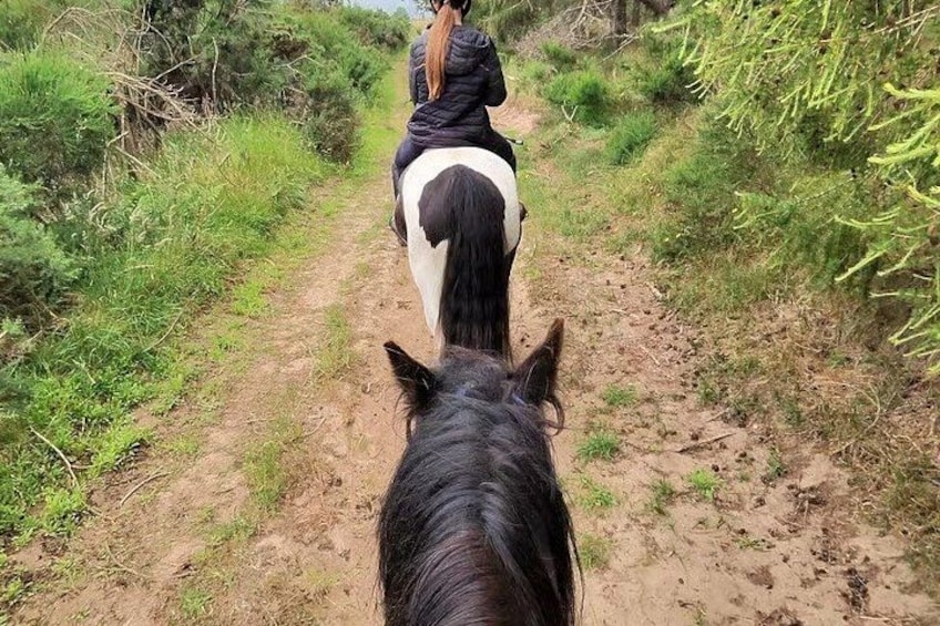 A person riding a horse on a dirt trail surrounded by greenery. 3