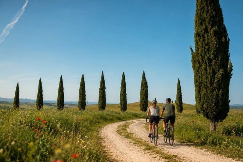 A dirt path with cyclists, surrounded by cypress trees and wildflowers. 3