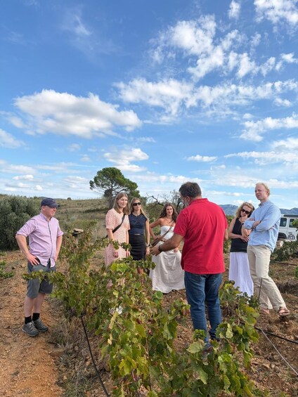Picture 22 for Activity Tarragona: 4x4 + 7 Wine Tasting + Pica Tapas + Hotel Pickup 4