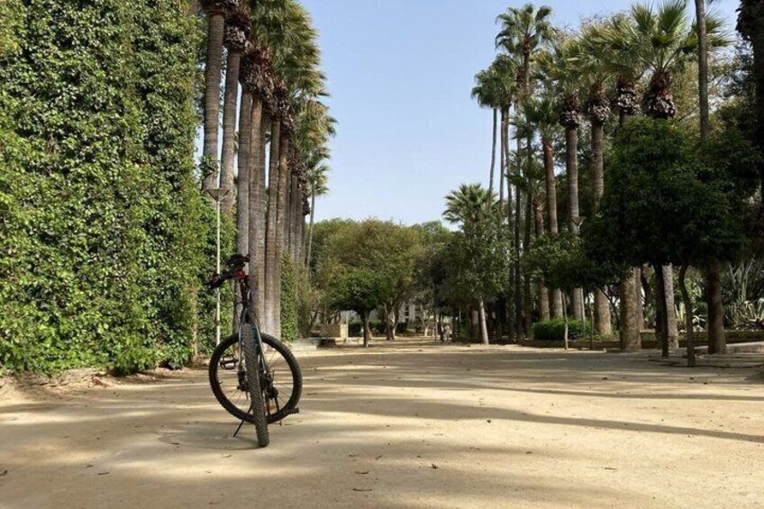A bicycle leaning against a tree in a park with tall palm trees and a clear sky. 1