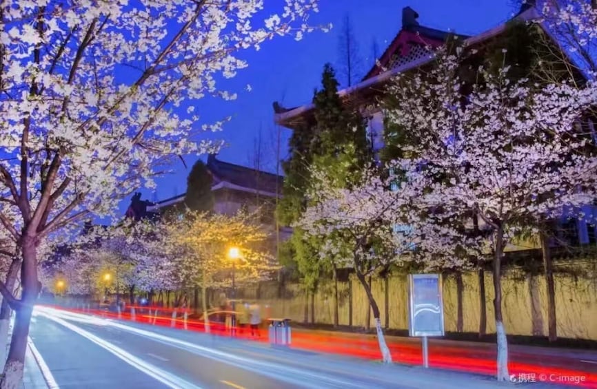 A street lined with cherry blossom trees at dusk, illuminated by streetlights. 2