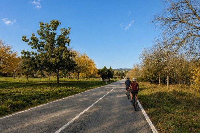 A road with cyclists, trees, and grass. 5