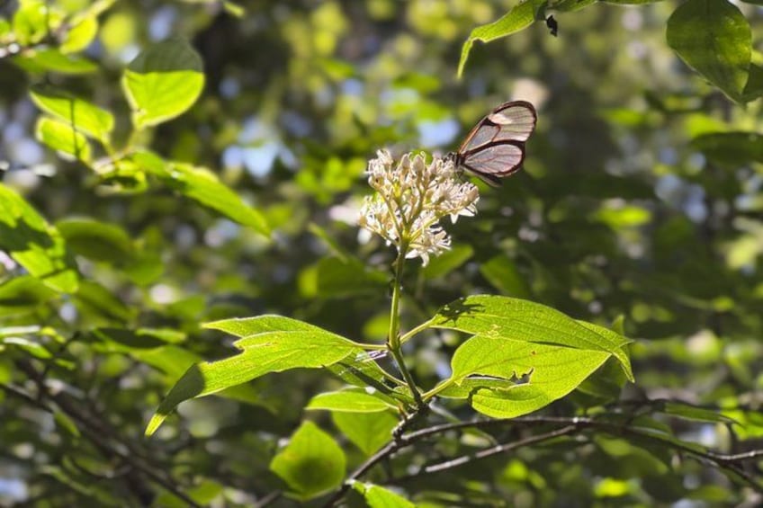 A butterfly on a plant with green leaves and white flowers. 5