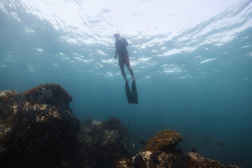 A diver underwater with coral formations and marine life. 5