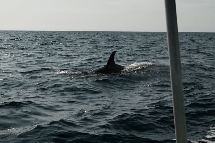 A whale swimming in the ocean. 3