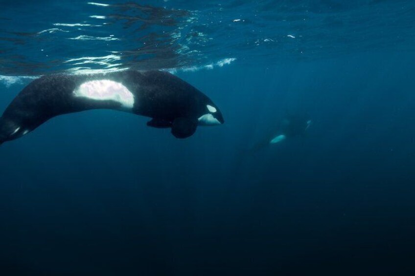 A whale swimming underwater. 1