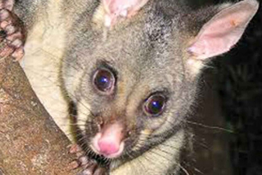 A close-up of an animal's face, possibly a possum, with large eyes and a pink nose. 3