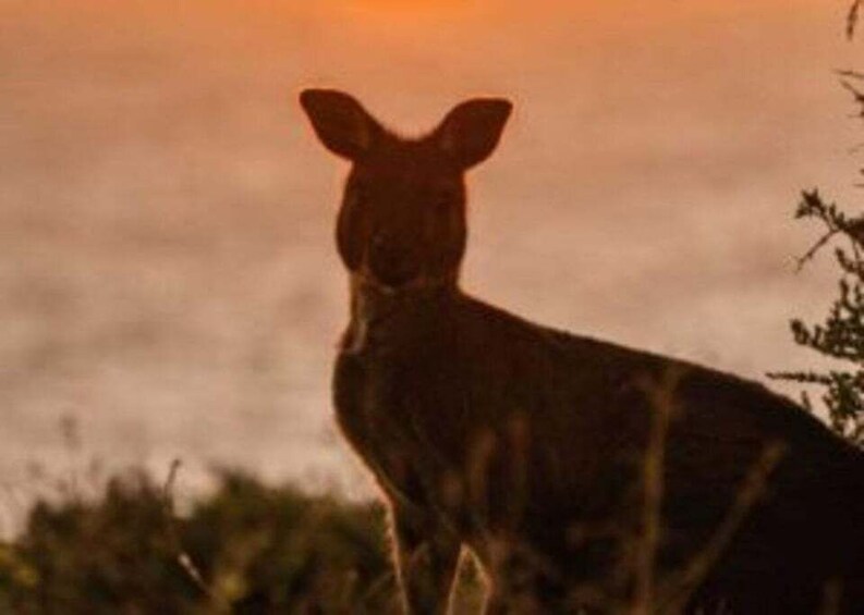 A kangaroo standing in a natural landscape with a sunset in the background. 1