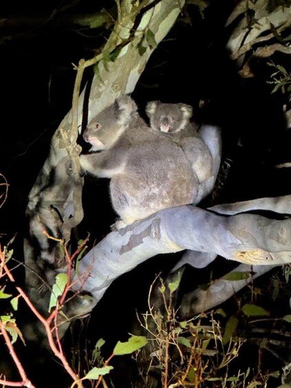 A koala clinging to a tree branch at night. 4
