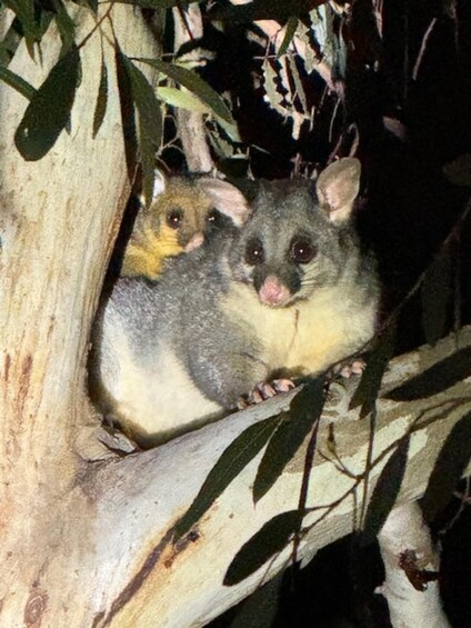 A possum and a quokka in a tree. 2