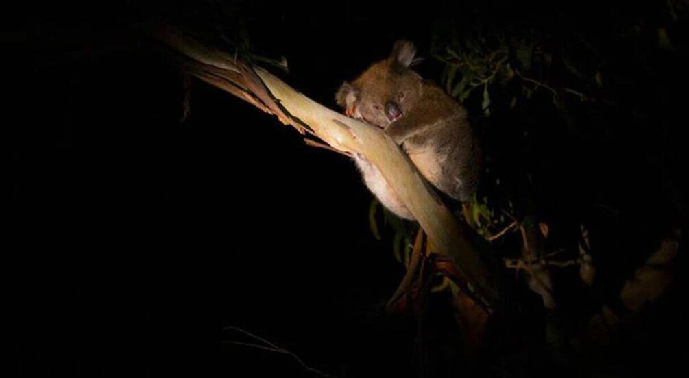A koala clinging to a tree branch at night. 5
