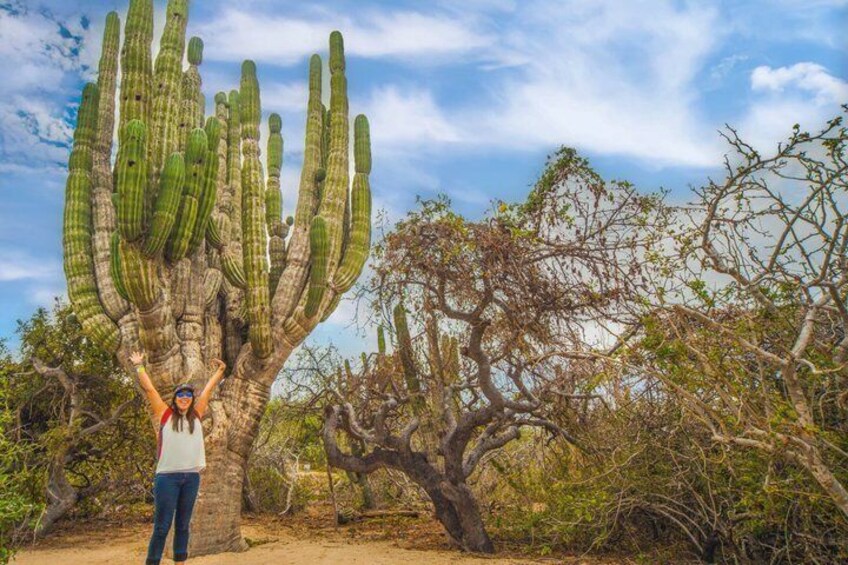 A person standing in front of a large cactus with arms raised. 2
