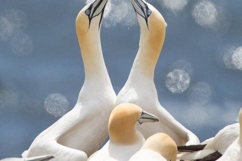 Two birds with white and yellow plumage, likely geese, in a natural setting. 1