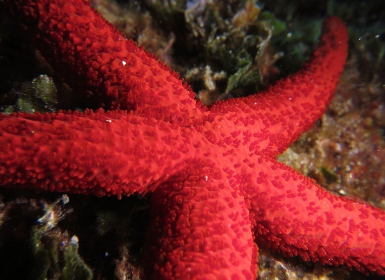 A red starfish with textured surface, surrounded by marine flora. 1