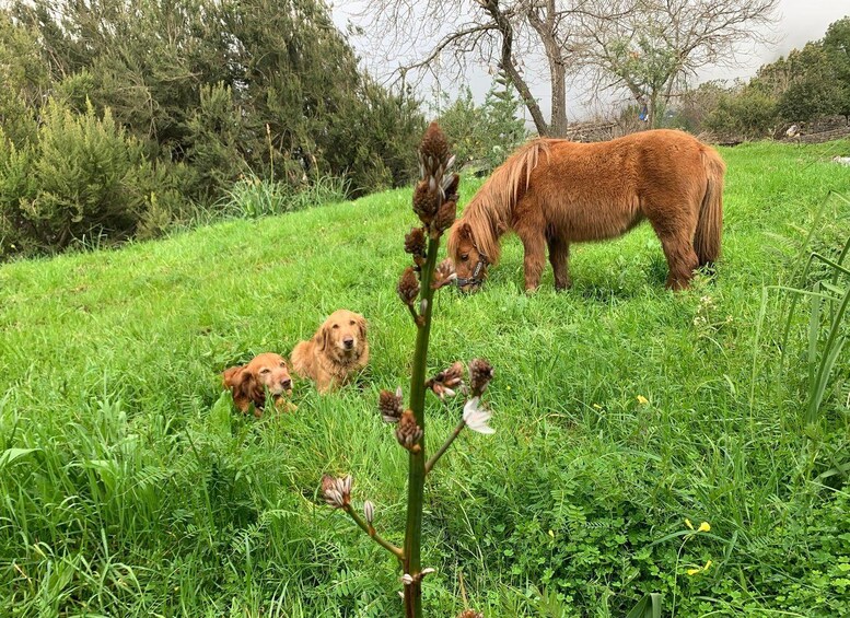 A brown horse grazing in a grassy field with two golden retrievers lying in the foreground. 4