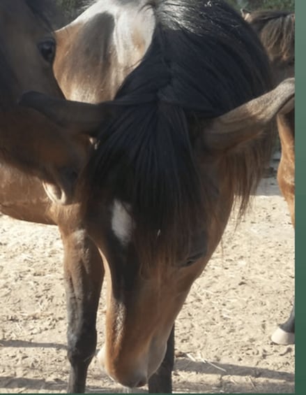 A horse with a white patch on its face, standing in a sandy area. 3