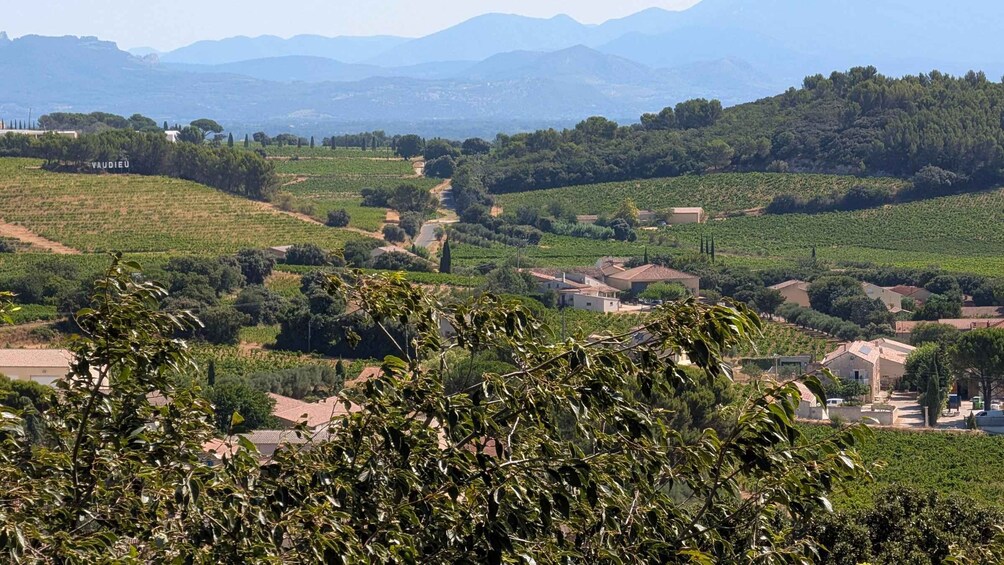 A vineyard landscape with rows of grapevines, houses, and distant mountains. 1