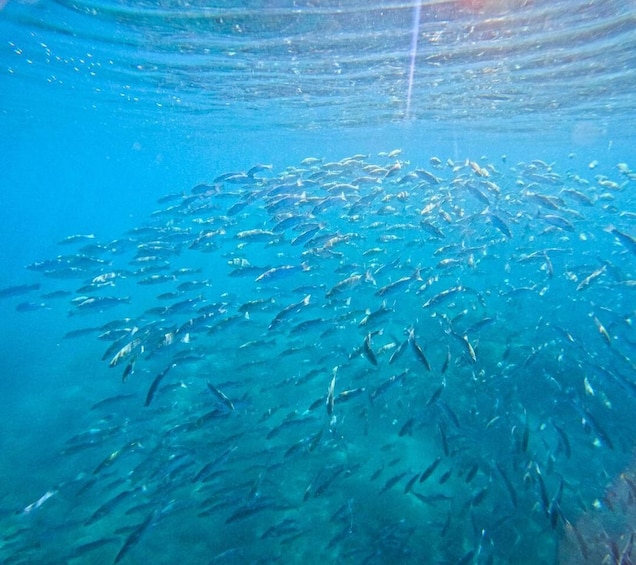 A school of fish swimming in clear blue water. 5