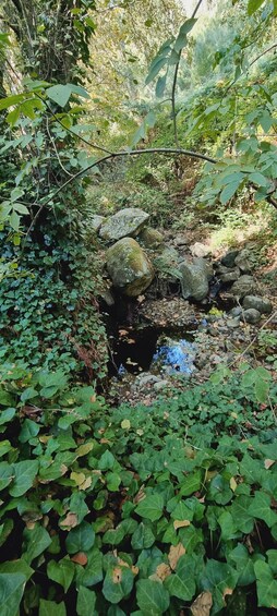 Une zone boisée avec un petit ruisseau, des rochers et un feuillage vert et dense. 3