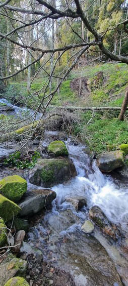 Un ruisseau aux eaux vives, bordé de rochers couverts de mousse, avec une forêt dense en arrière-plan. 2
