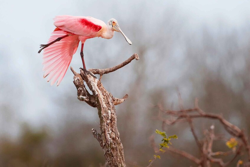 A pink flamingo standing on a tree branch. 2