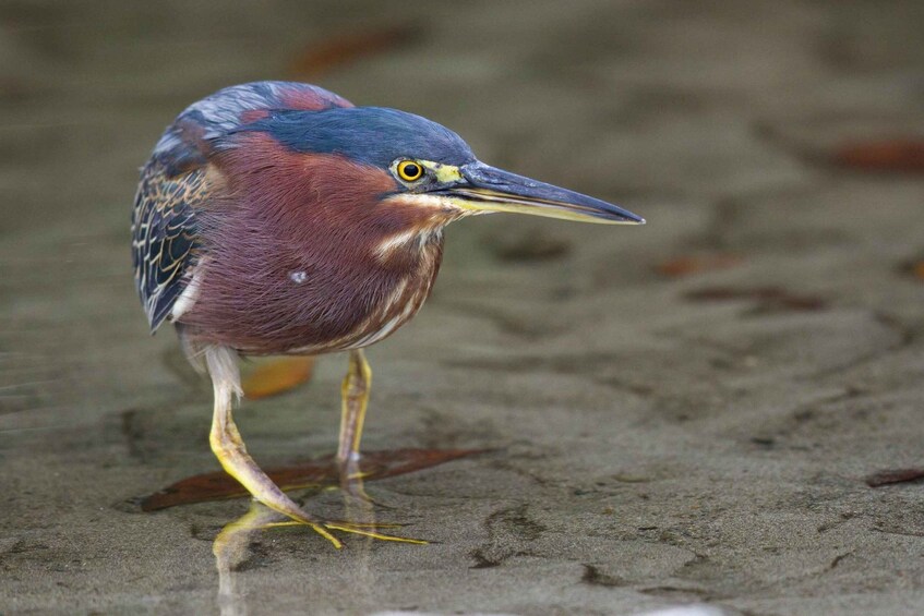 A heron standing in shallow water. 4