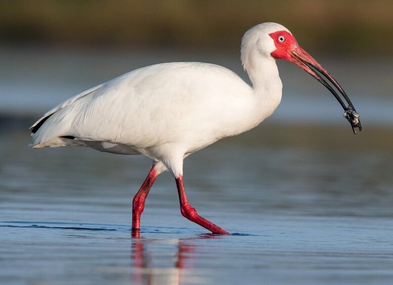 A white bird with a red beak and legs standing in shallow water. 5