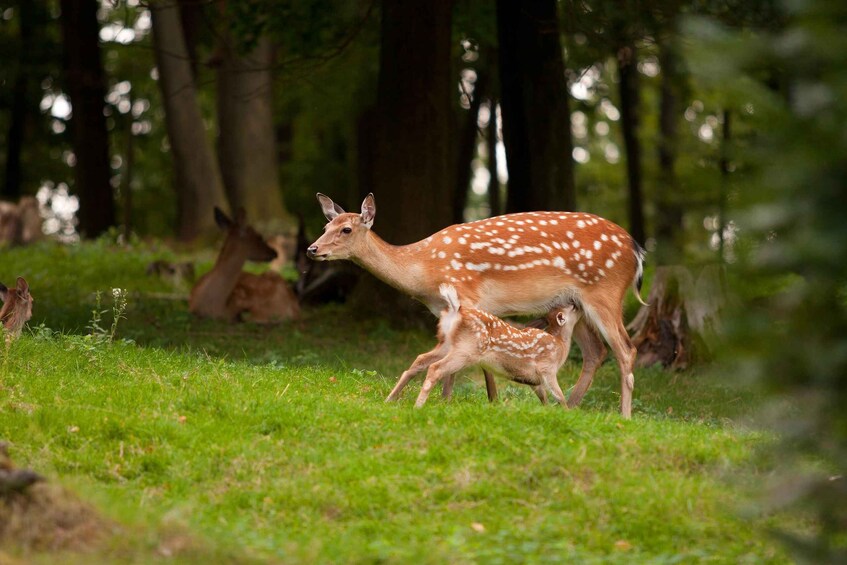 A deer with a spotted coat in a grassy area with trees in the background. 4