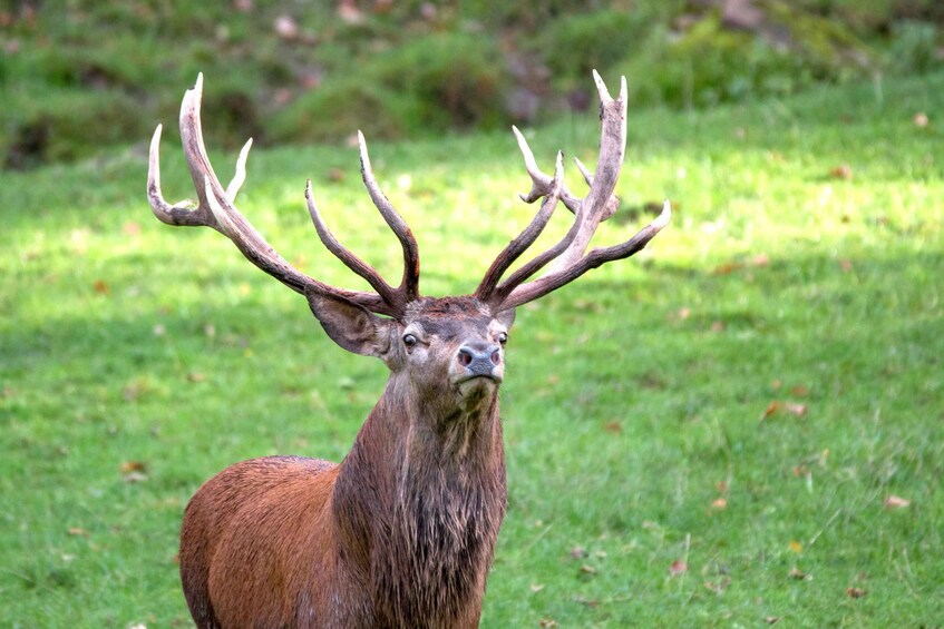 A stag with large antlers standing in a grassy field. 1