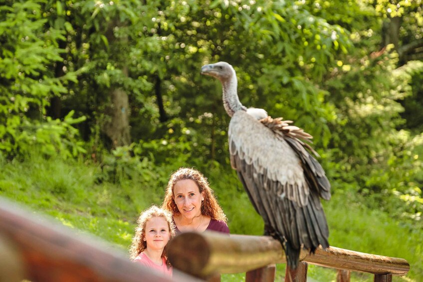 A vulture perched on a wooden railing with a lush green forest in the background. 5