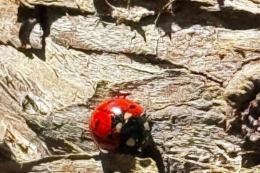 A red beetle on a textured tree bark. 3