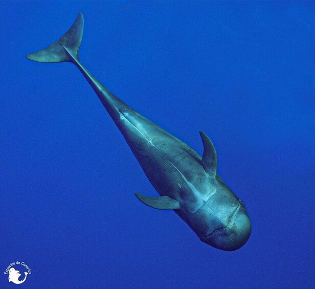 A large whale swimming in the ocean. 5