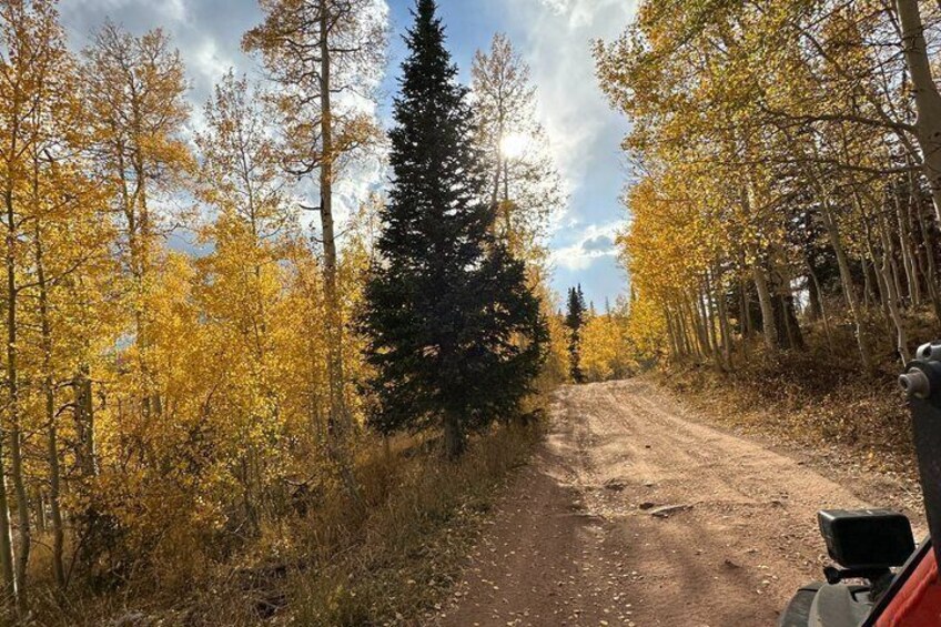 A dirt road flanked by trees with yellow leaves, a coniferous tree, and a cloudy sky. 3